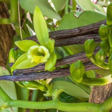 Madagascar Vanilla