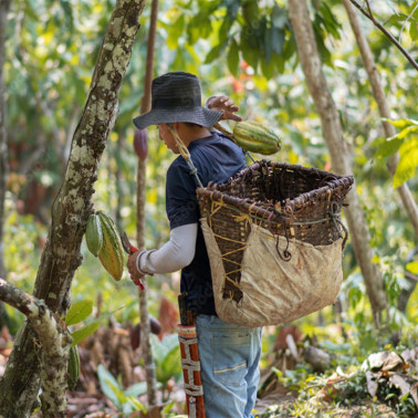 Ramassage fruit cacao