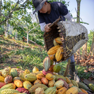 travailleur fruit cacao