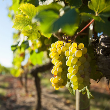 muscat de lunel et raisins