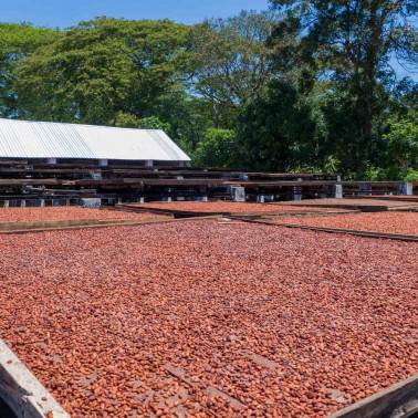 Drying Cocoa beans Madagascar