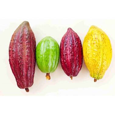 Cocoa pods