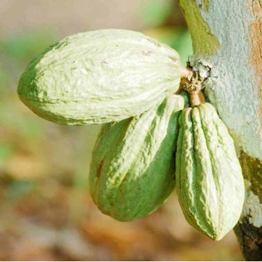 COCOA FROM COTE D'IVOIRE