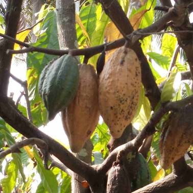 Cabosses Cacao Vietnam