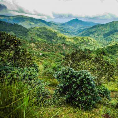 Cocoa Mountains JAMAICA